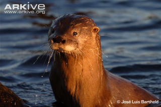 Illustration for article titled Monday Mustelid - Lontra provocax Edition